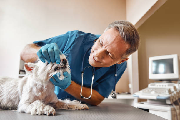 Best Pediatric Emergency Dentist in Trabuco Nyon, CA